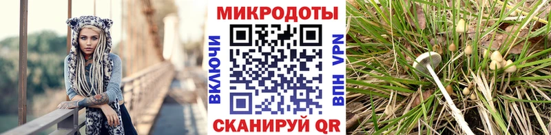 Галлюциногенные грибы Psilocybine cubensis  Бахчисарай 